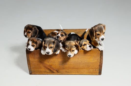 DIY Pet Haven: Crafting a Cozy Bed from a Wooden Crate